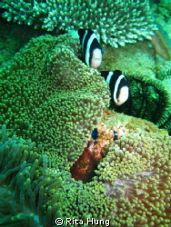 The crown fish parents guarding over their new born eggs. by Rita Hung 